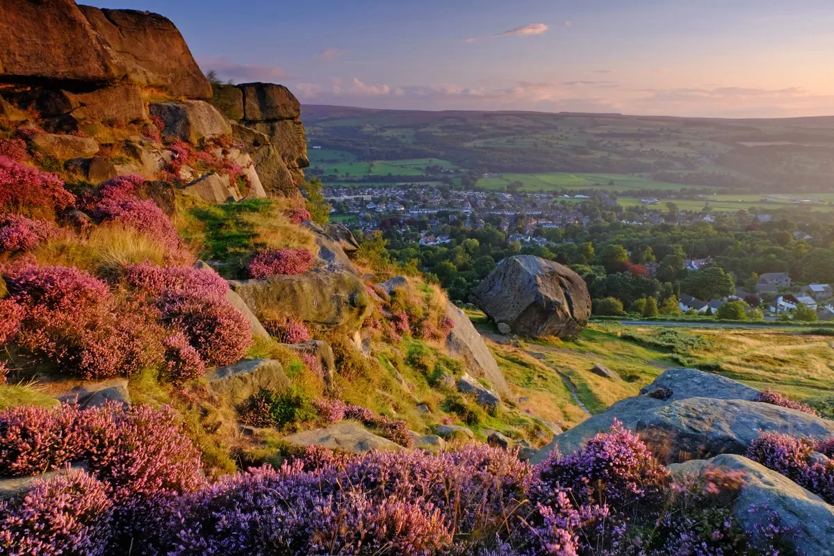 Heather in bloom on Ilkley Moor, overlooking the Cow and Calf and the town below