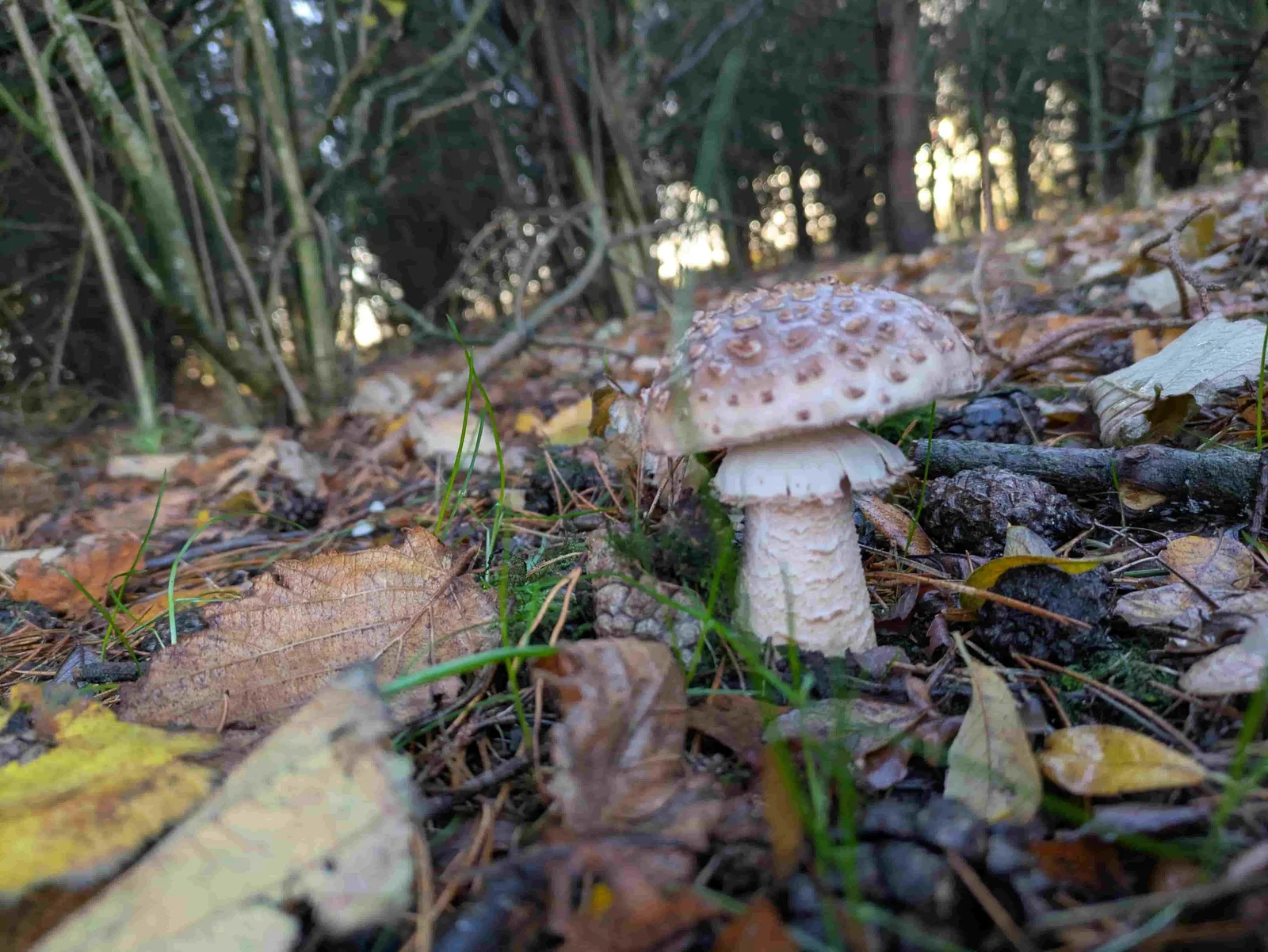 Woodland fungi of the kind covered on the course