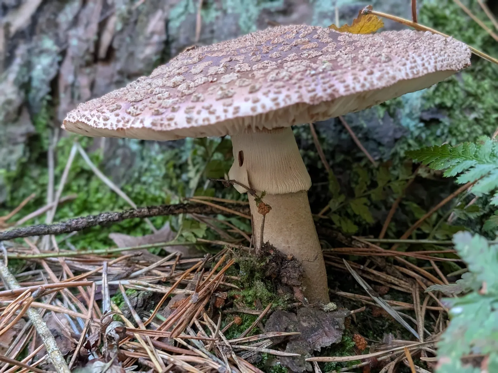 Fungi found on a Hike Yorkshire foraging course