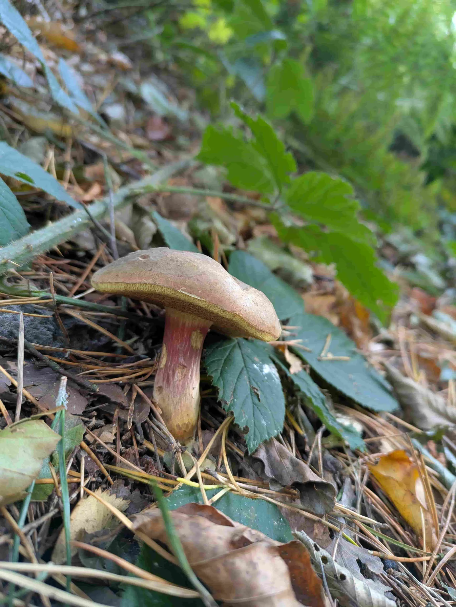 A mushroom found on a Hike Yorkshire foraging course
