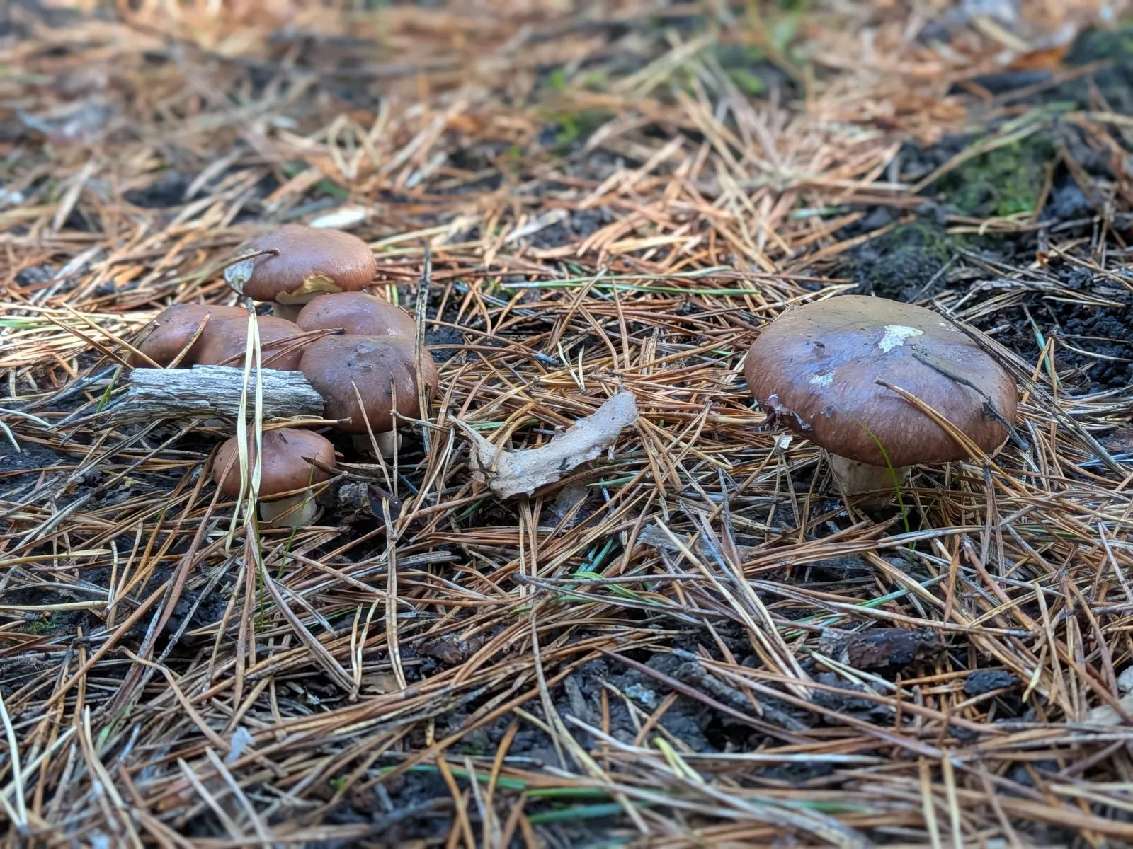 A cluster of mushrooms in Yorkshire woodland