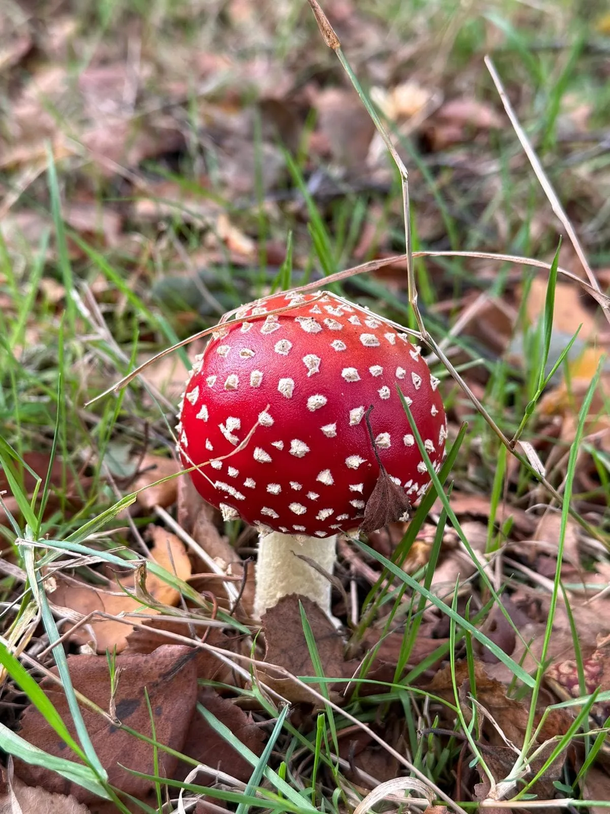Fungi on the woodland floor in West Yorkshire