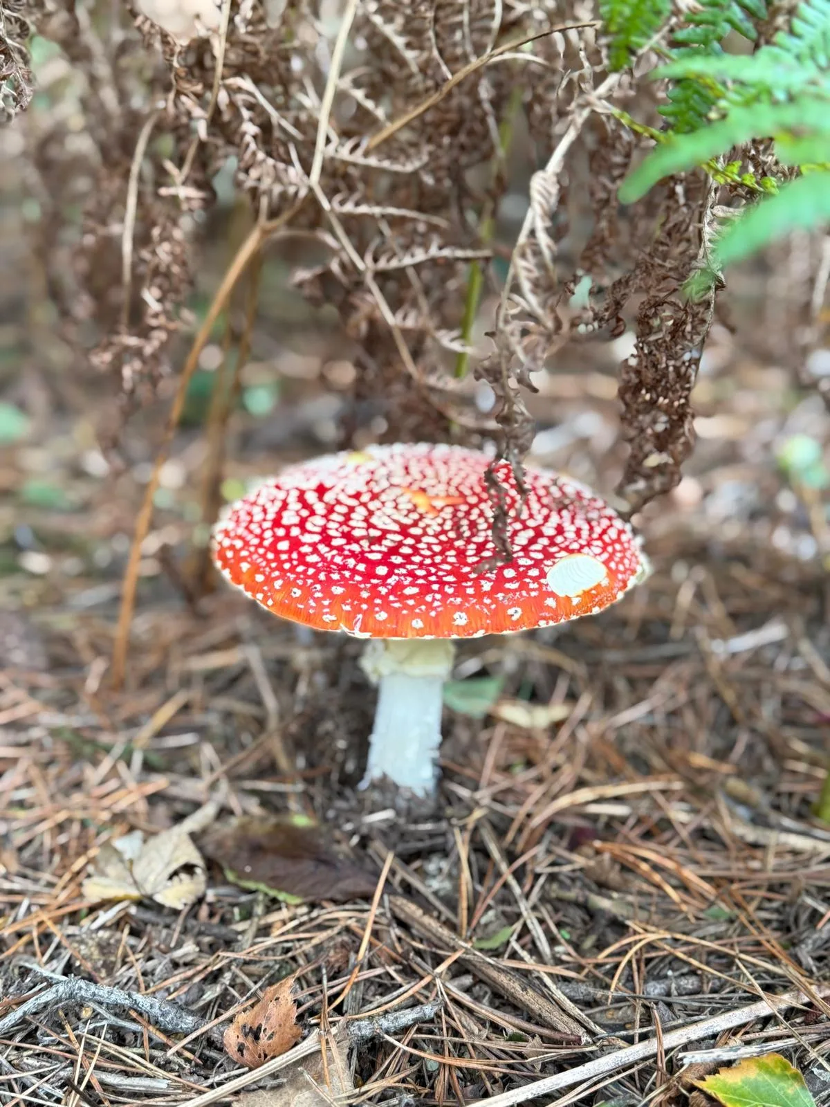 Foraging Courses