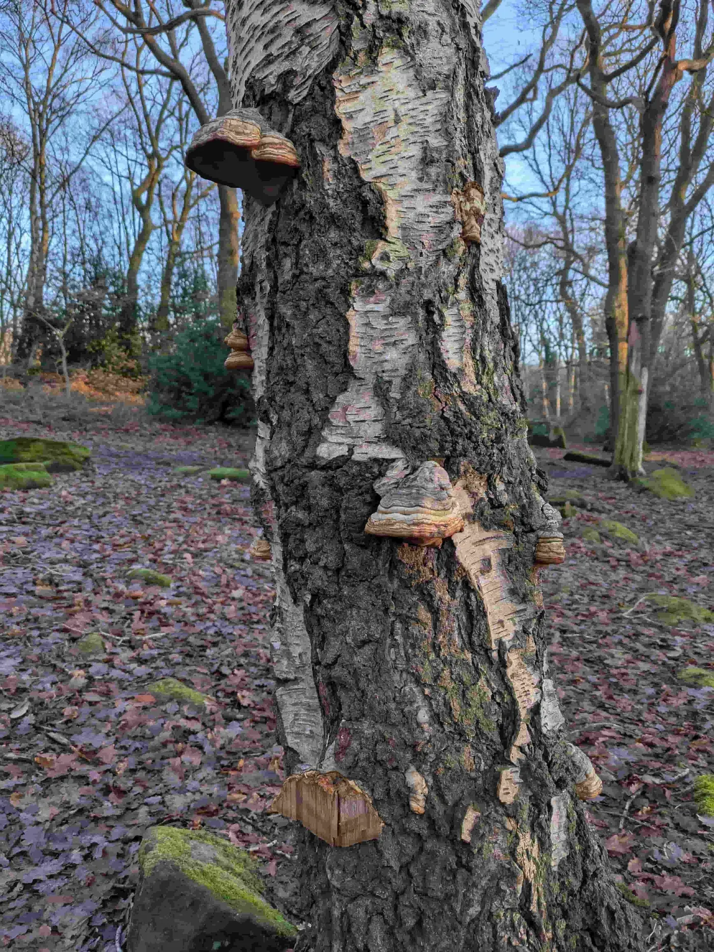 Bracket fungus growing on a fallen birch