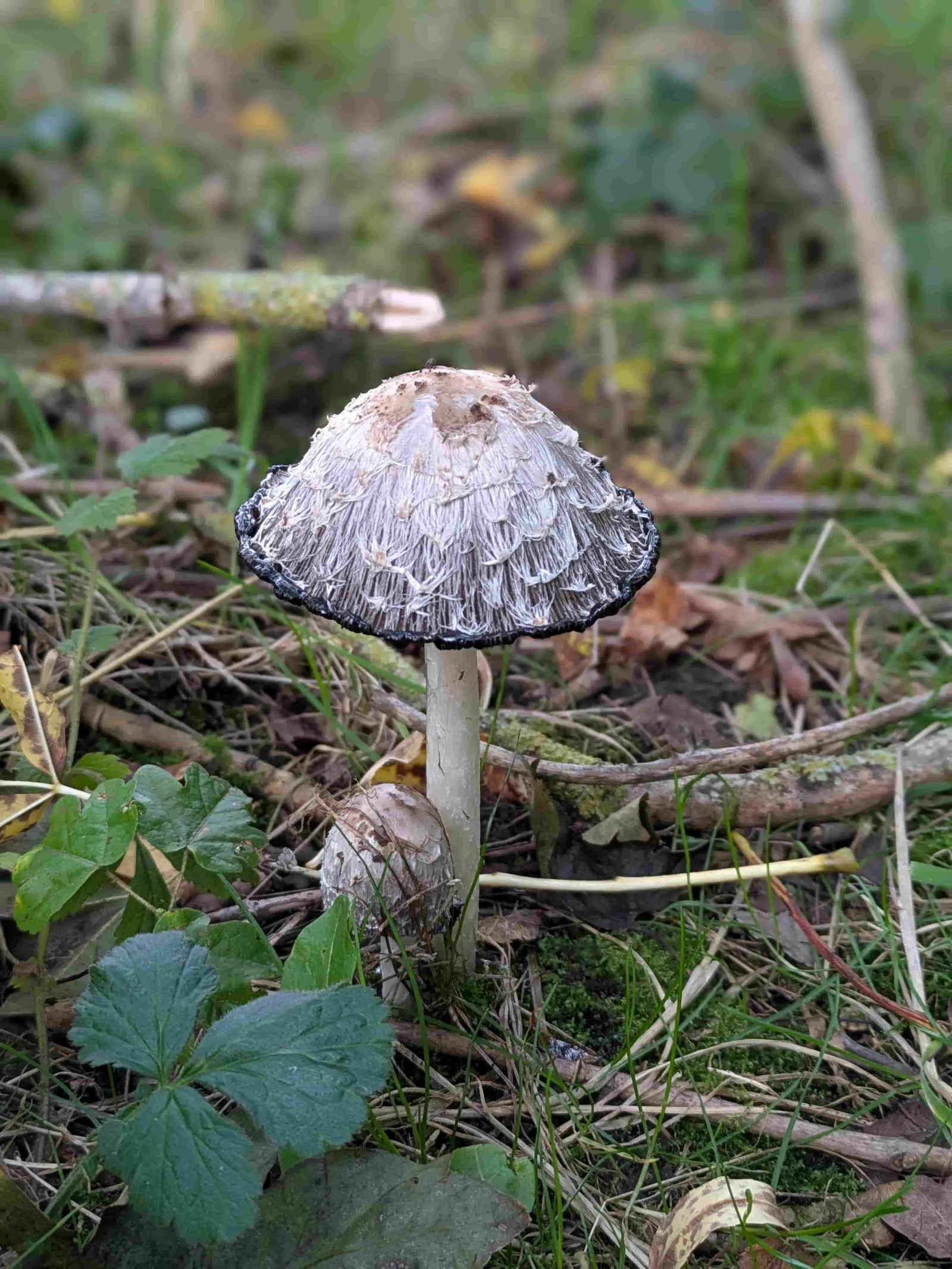 Mushrooms emerging in Yorkshire woodland