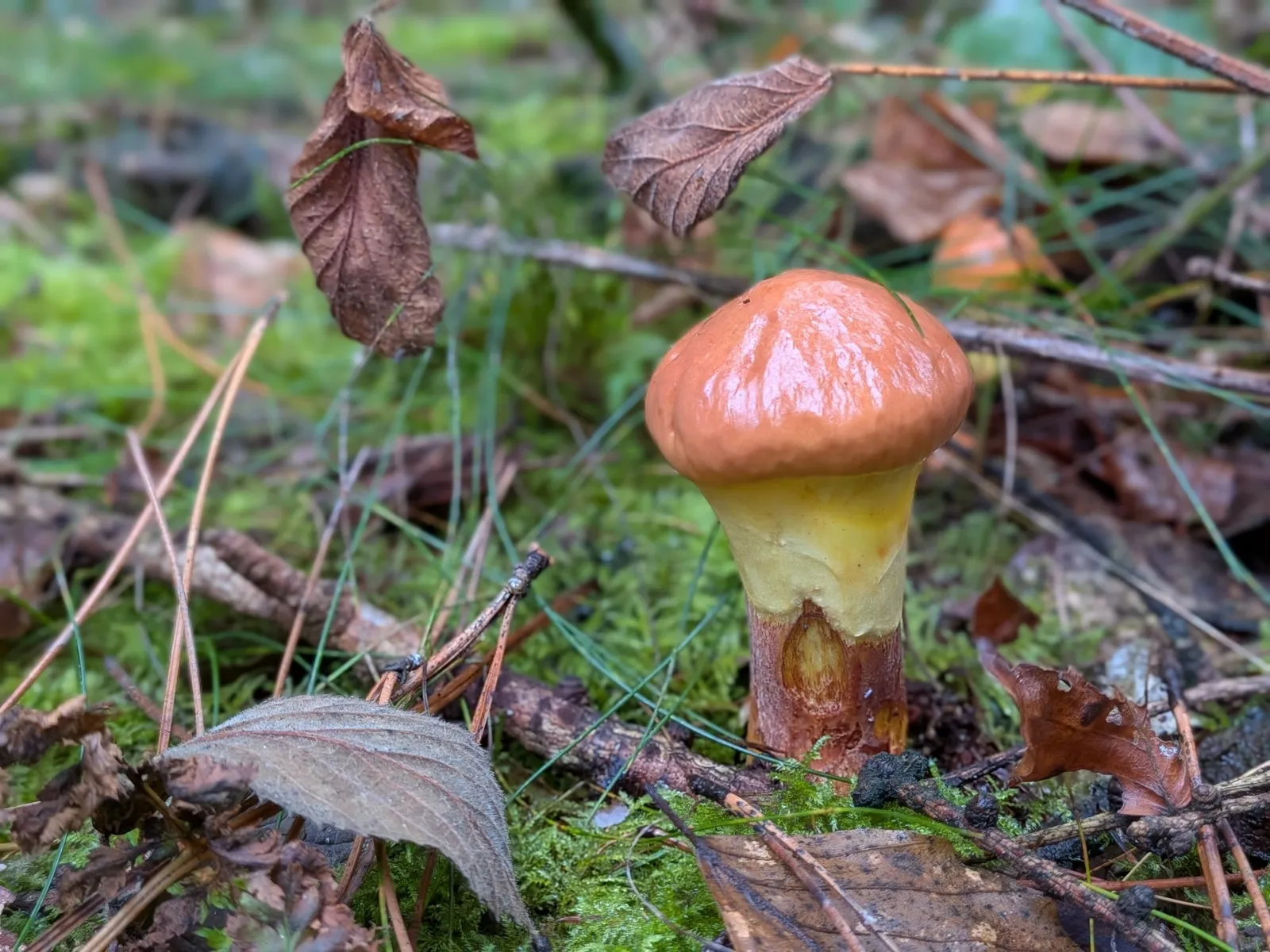 Fungi growing beneath trees near Otley