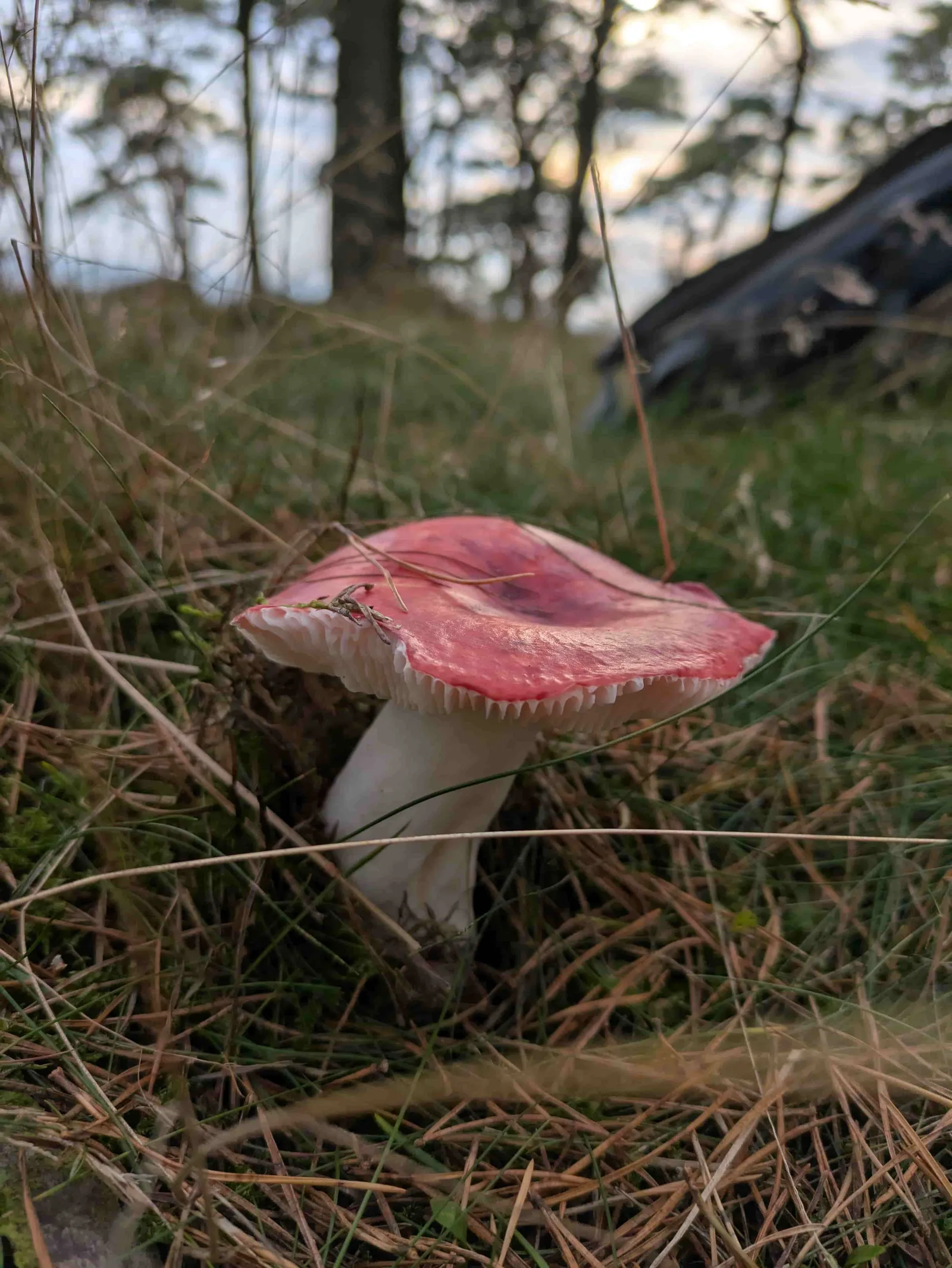 Fungi among leaf litter in Otley woodland