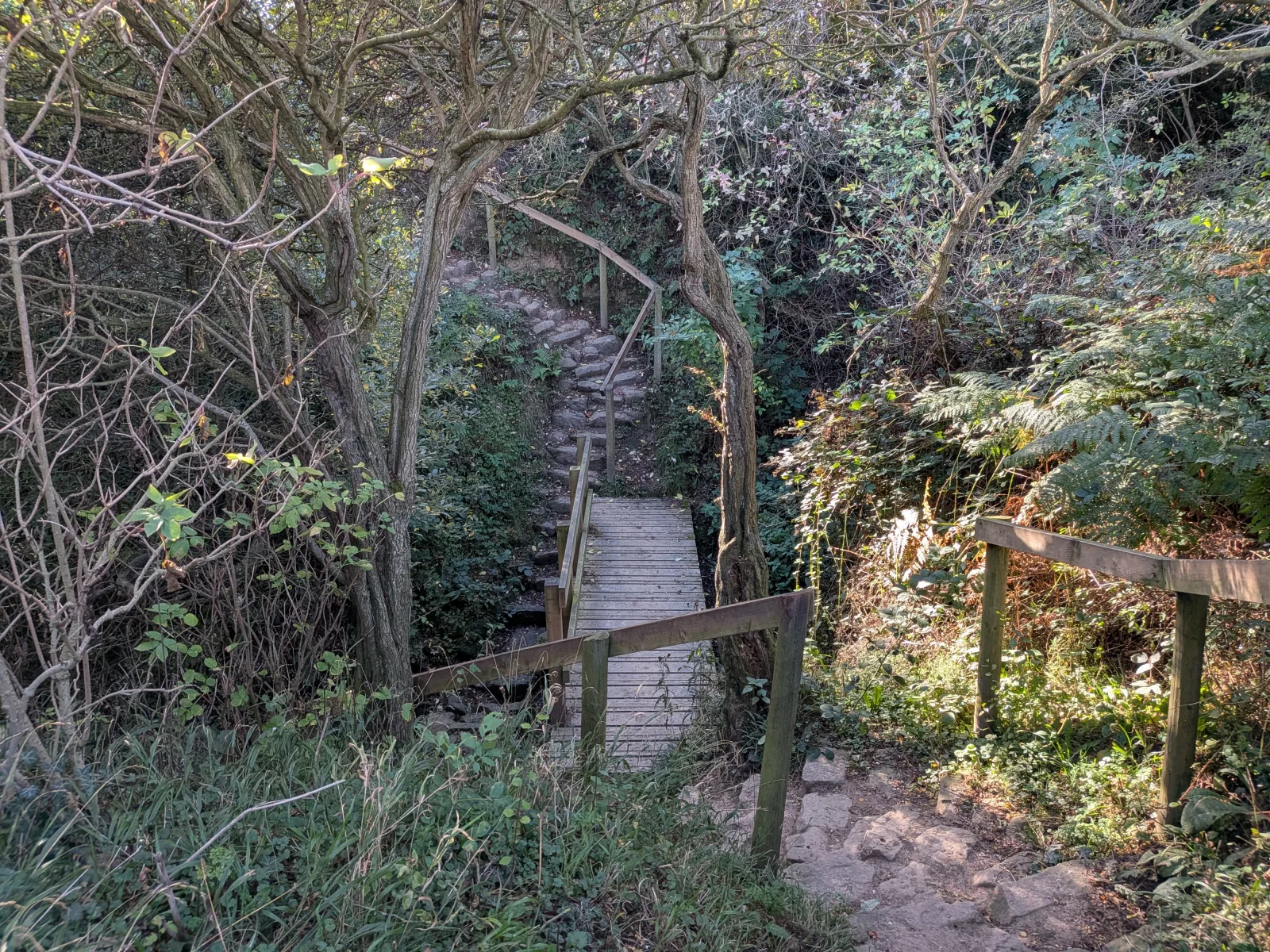 A small wooden footbridge and stone steps crossing a wooded gill, surrounded by autumn trees and ferns